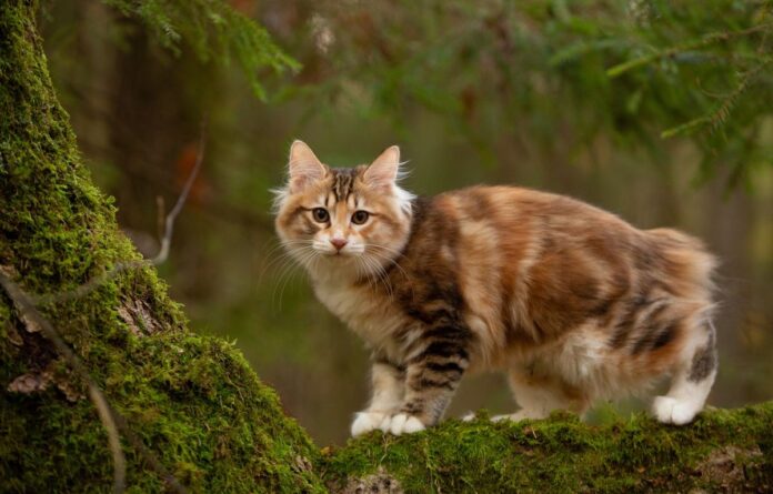 Unusual Cat: The Kurilian Bobtail


